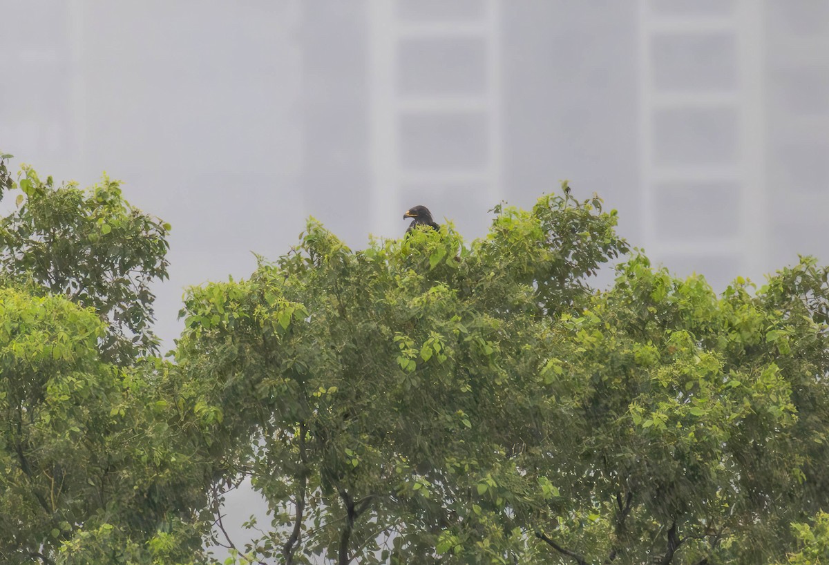 Greater Spotted Eagle - ML619925280