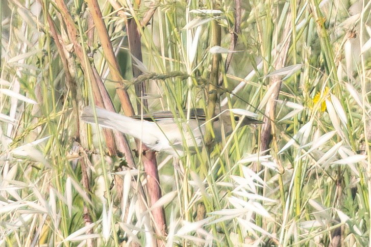 Common Reed Warbler - ML619925283
