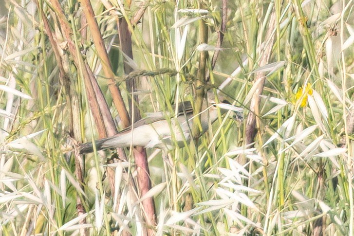 Common Reed Warbler - ML619925284