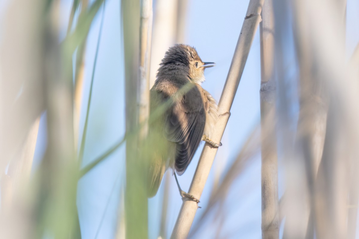 Common Reed Warbler - ML619925285