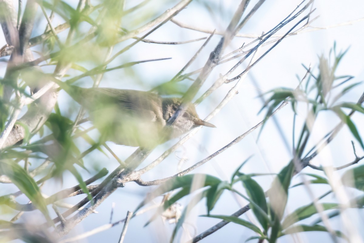 Common Reed Warbler - ML619925286