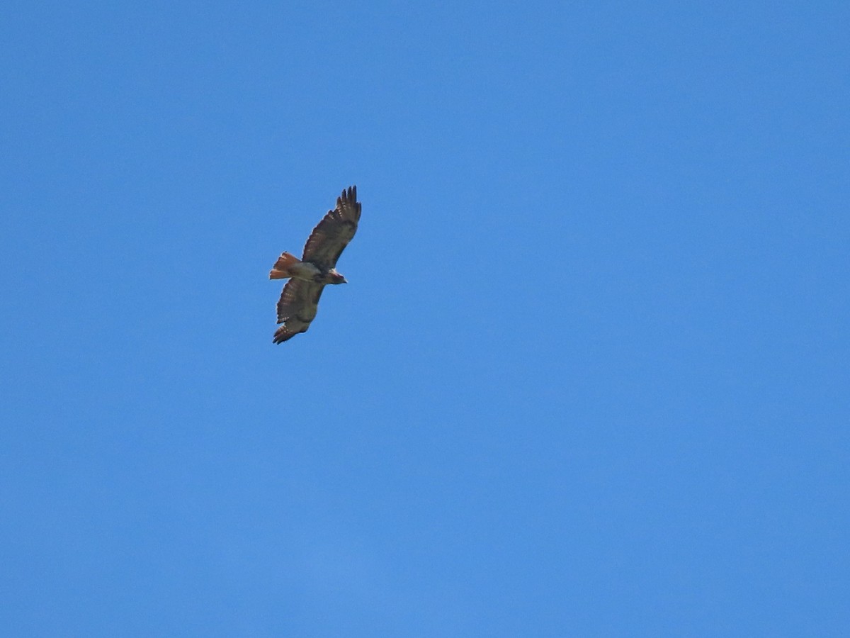 Red-tailed Hawk - ML619925299