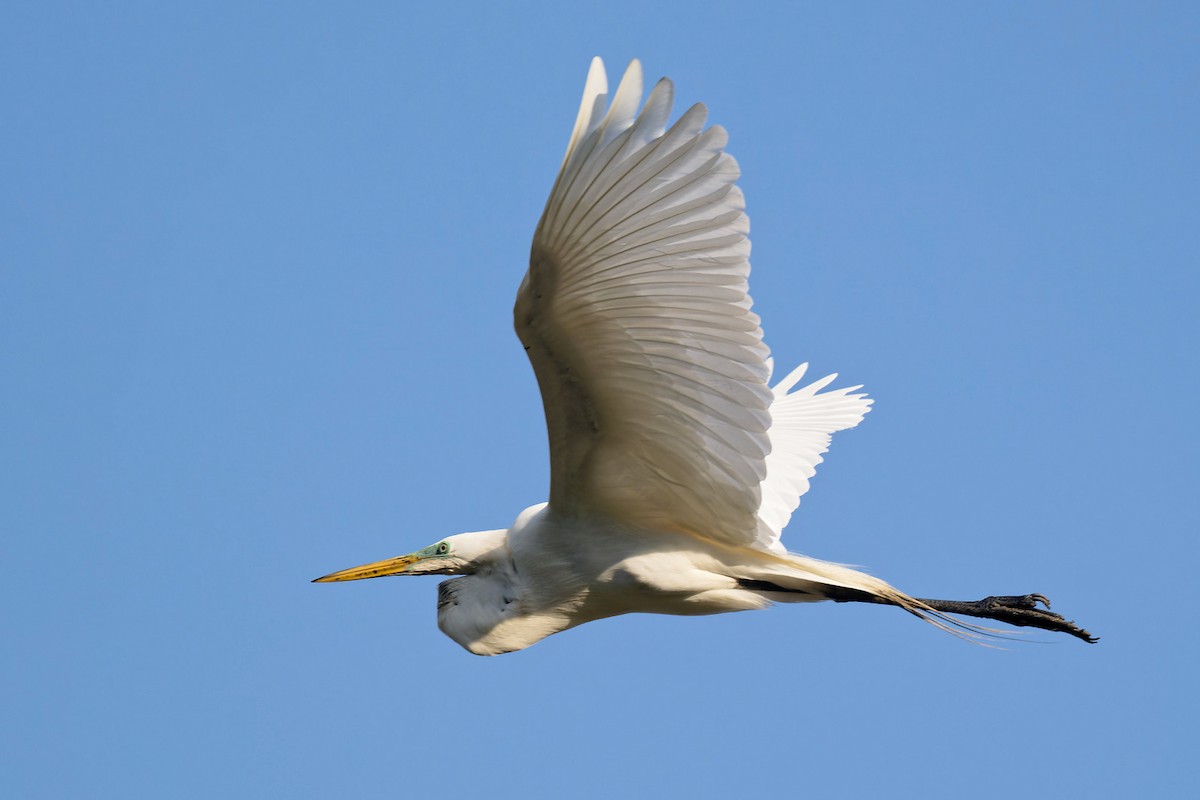 Great Egret - ML619925309