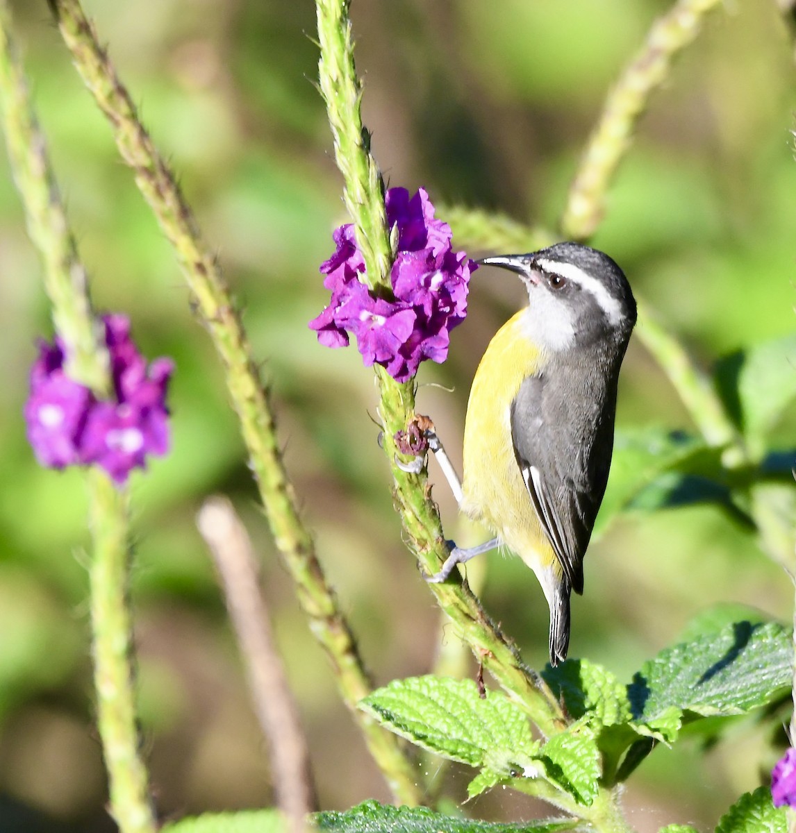 Bananaquit - ML619925320