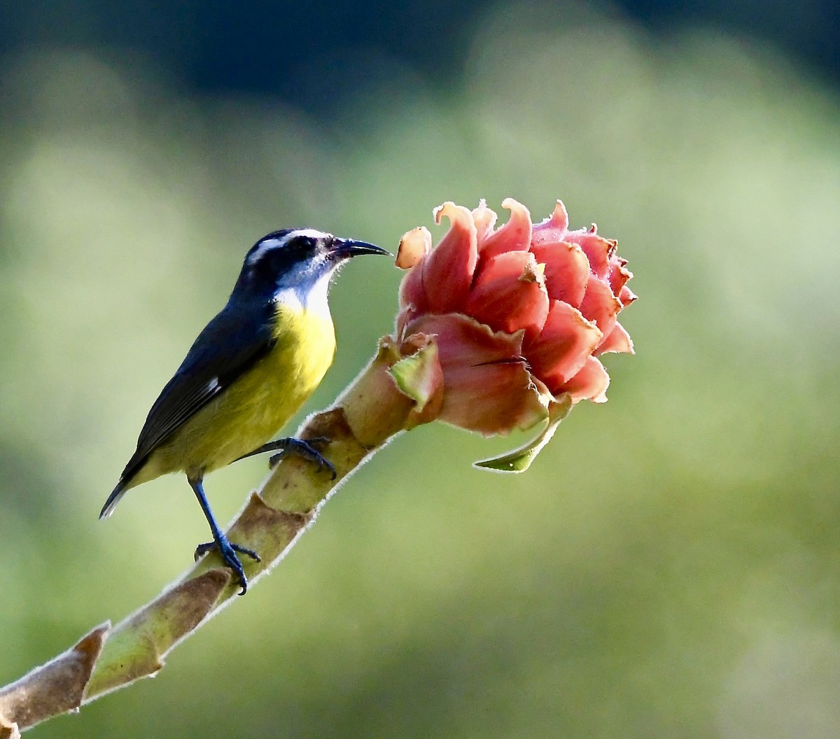 Bananaquit - ML619925323