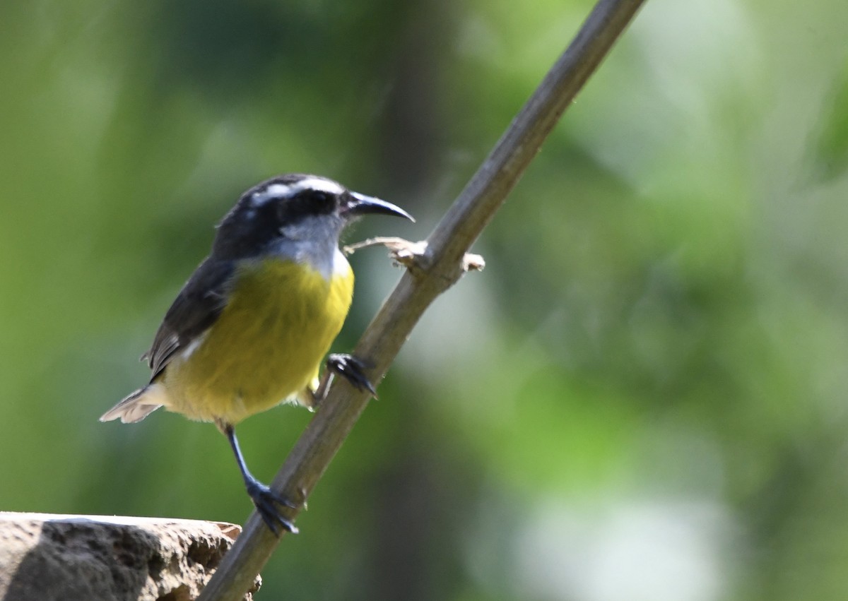 Bananaquit - ML619925324