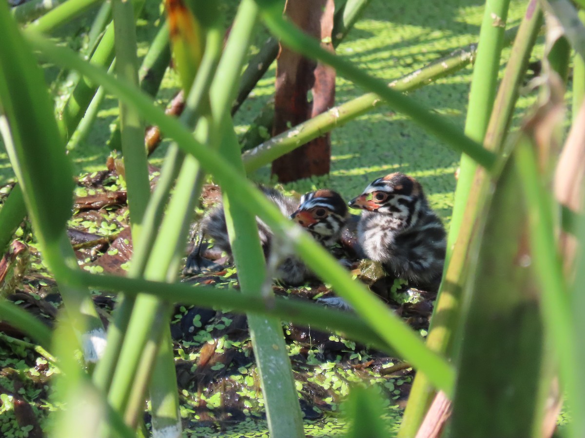 Pied-billed Grebe - ML619925332