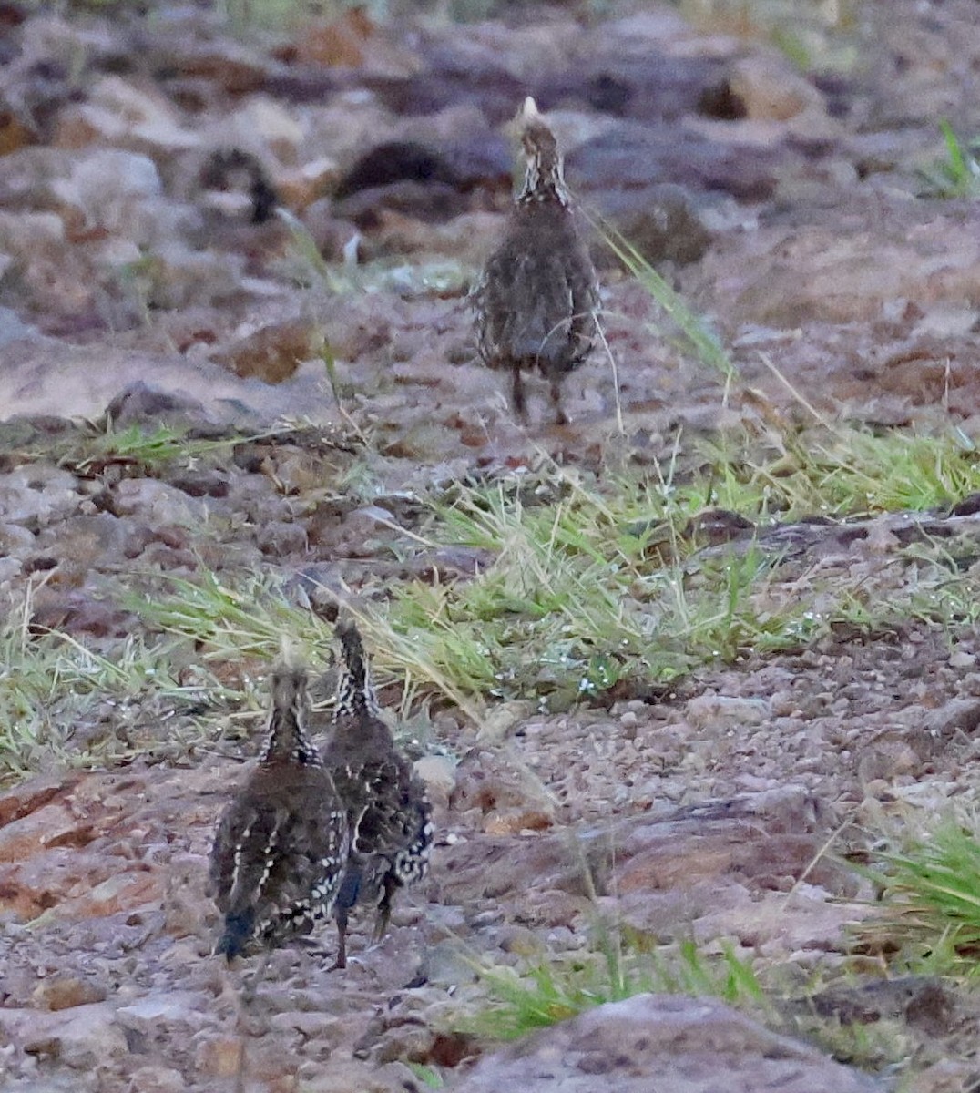 Crested Bobwhite - ML619925342