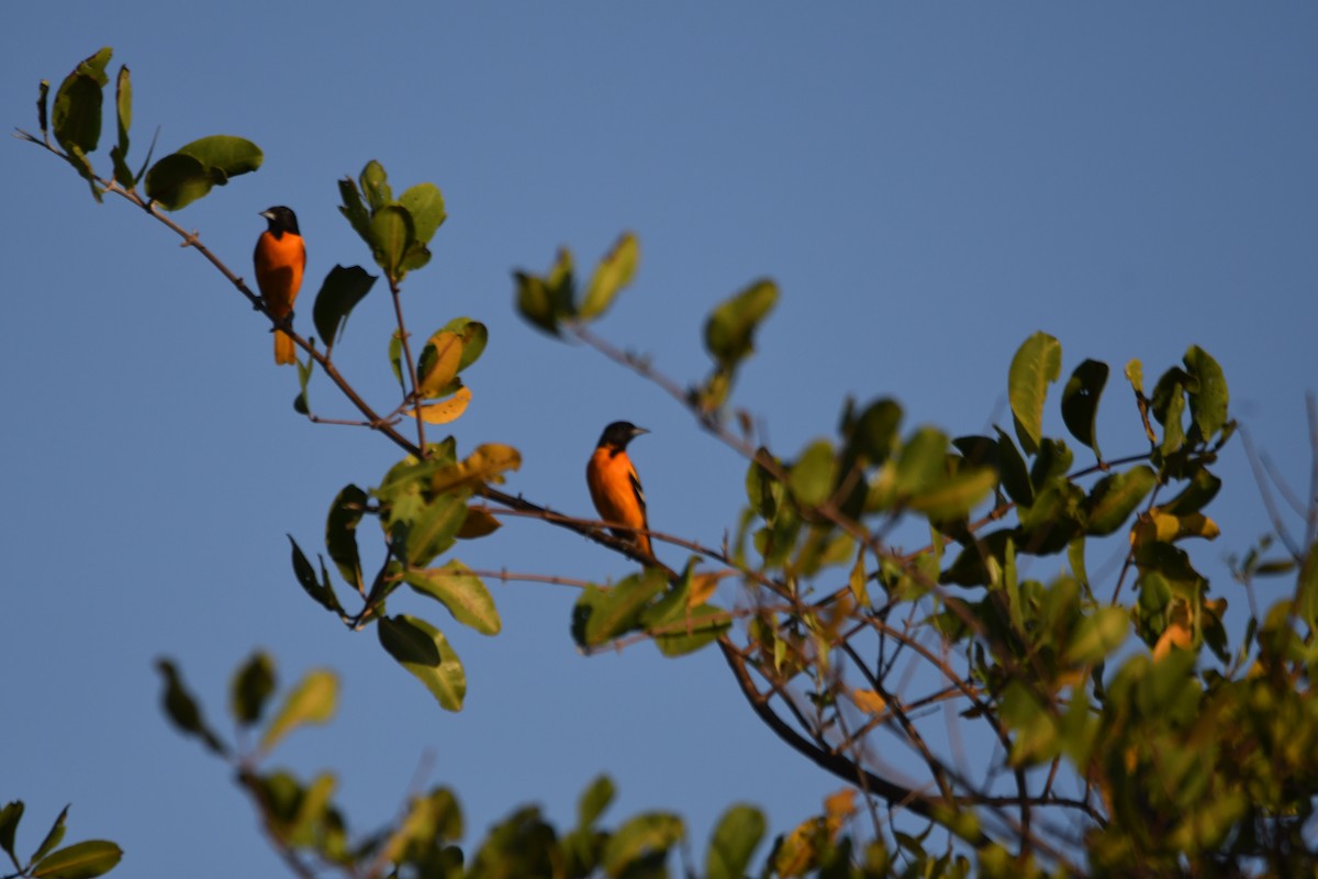 Baltimore Oriole - mark perry