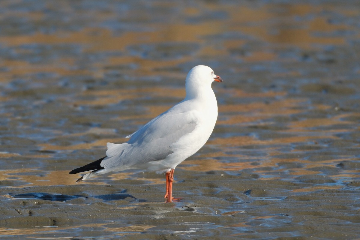 Mouette argentée - ML619925374