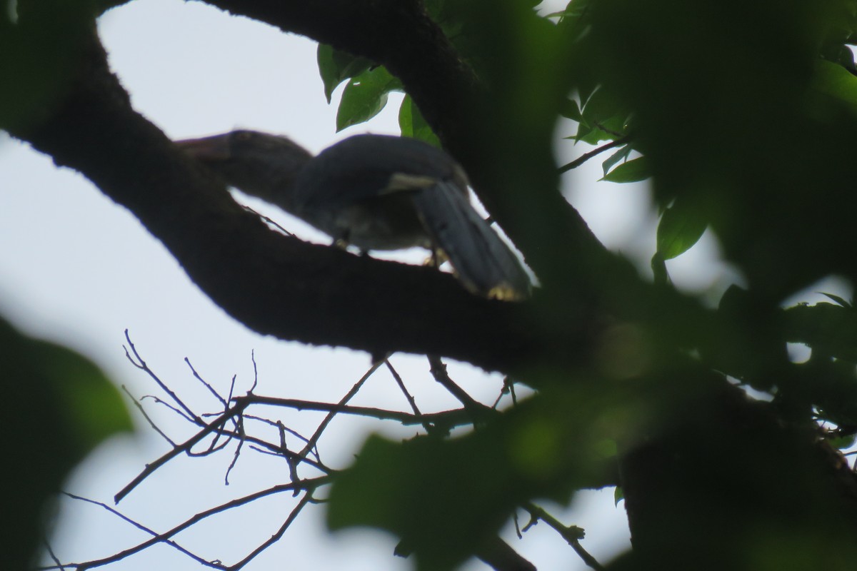 Malabar Gray Hornbill - ML619925375