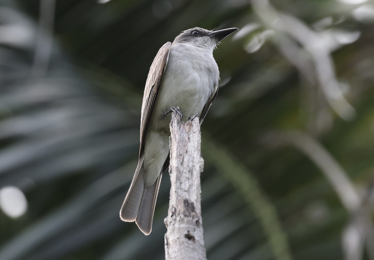 Gray Kingbird - ML619925378