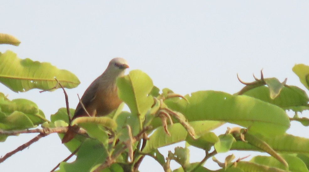 Chestnut-tailed Starling - ML619925380