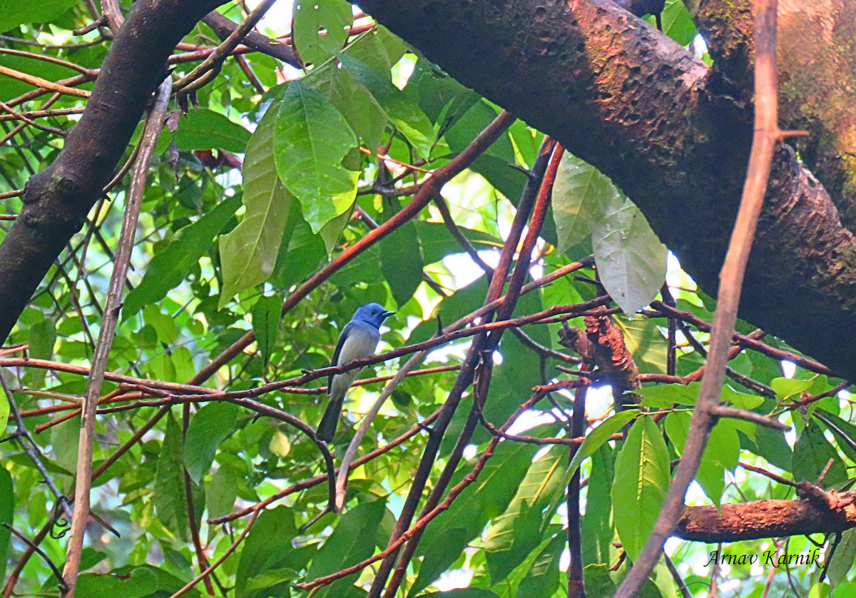 Black-naped Monarch - ML619925382