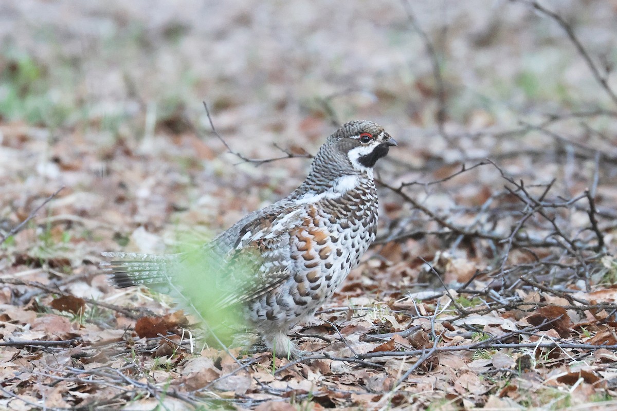 Hazel Grouse - ML619925394