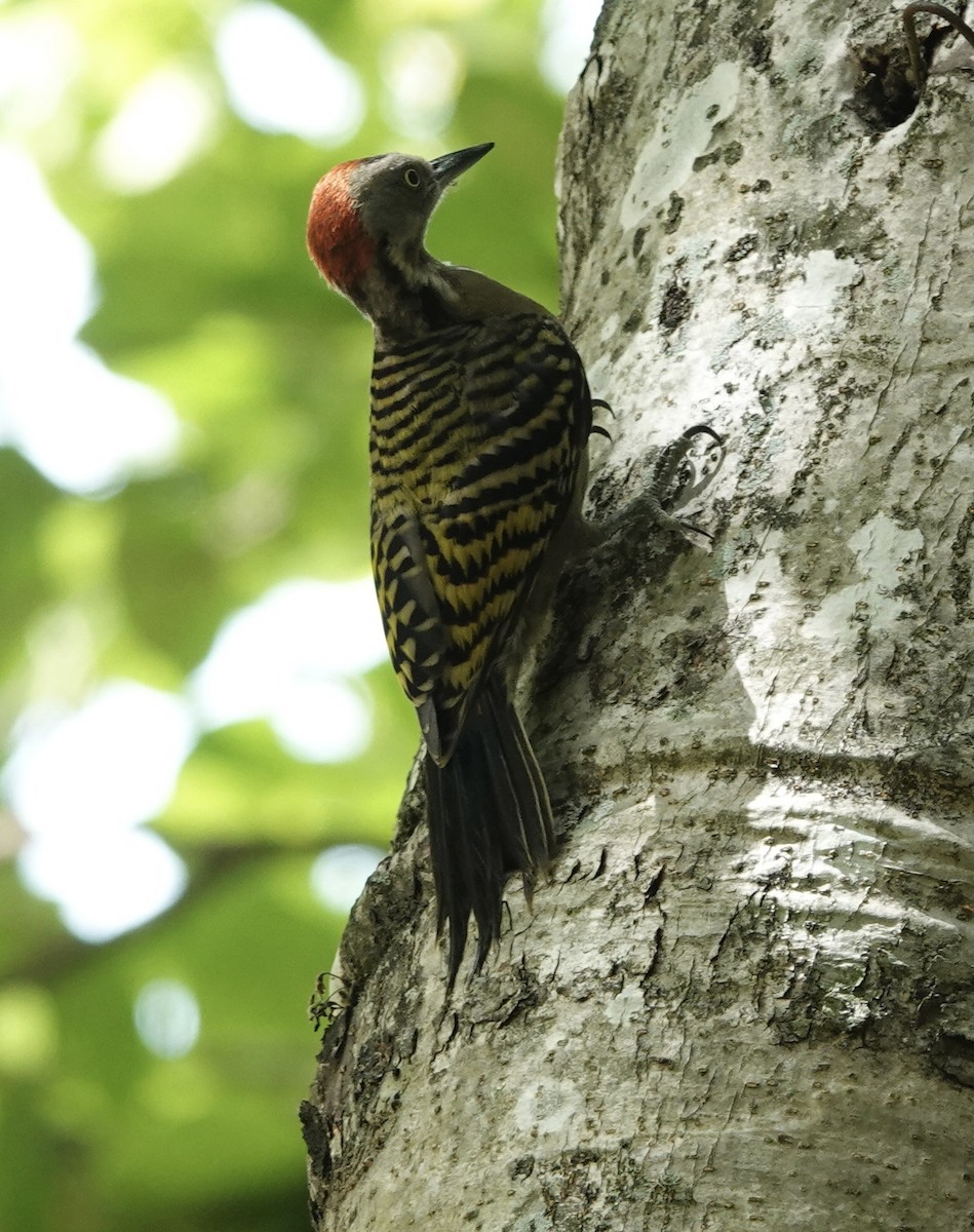 Hispaniolan Woodpecker - ML619925400