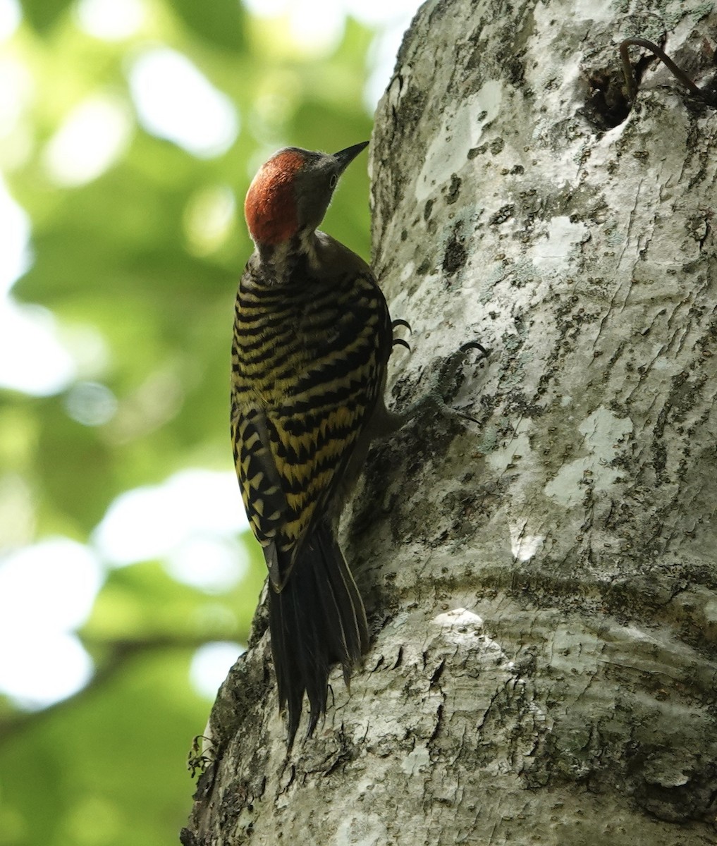 Hispaniolan Woodpecker - ML619925401