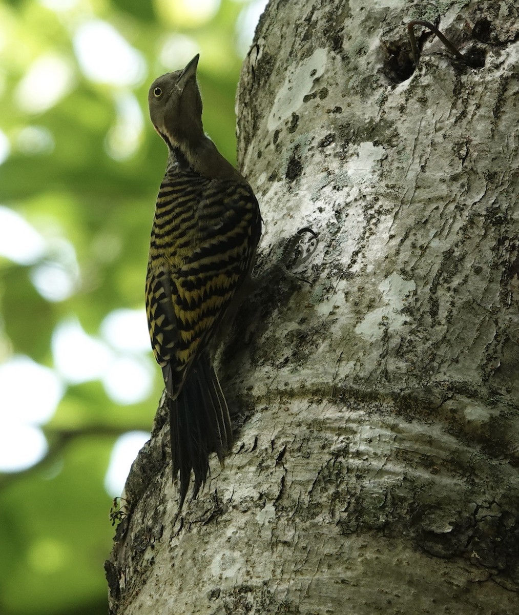 Hispaniolan Woodpecker - ML619925402
