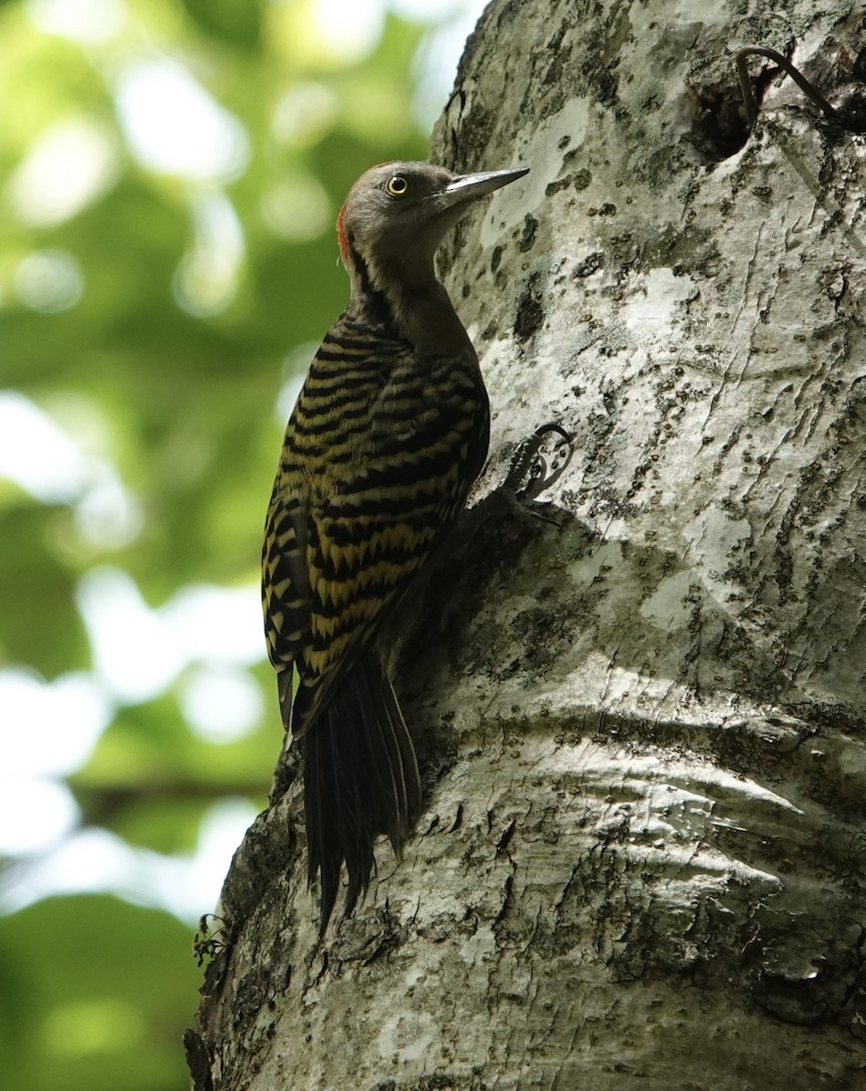 Hispaniolan Woodpecker - ML619925403