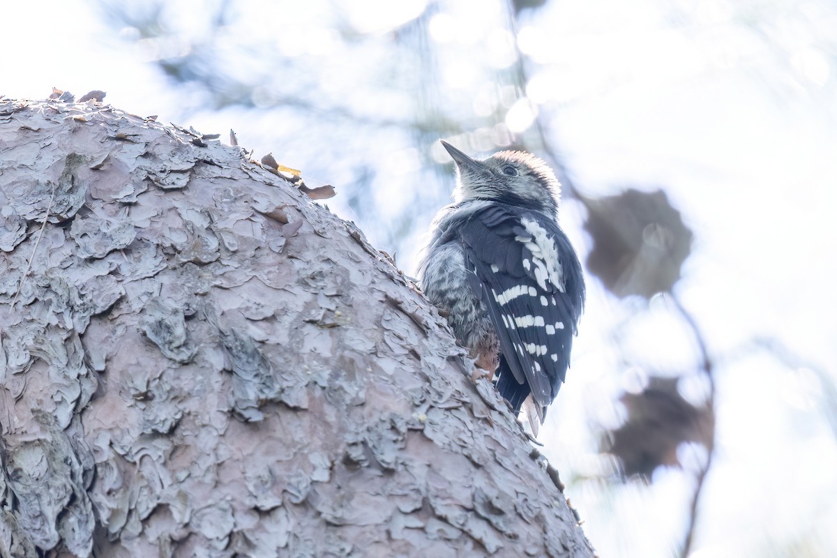 Middle Spotted Woodpecker - ML619925404