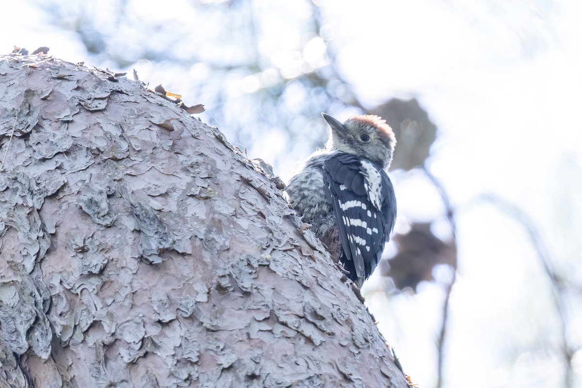 Middle Spotted Woodpecker - ML619925405