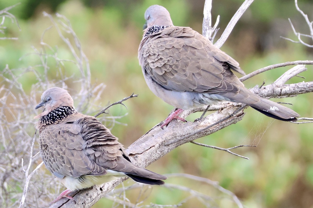 Spotted Dove - ML619925415