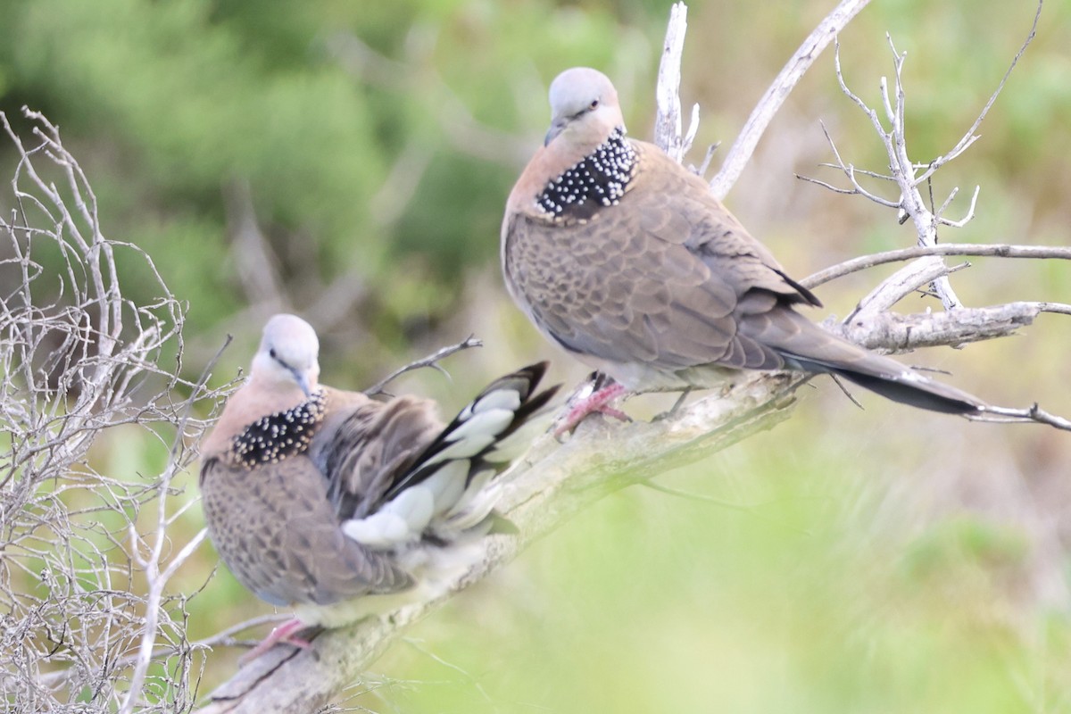 珠頸斑鳩 - ML619925416