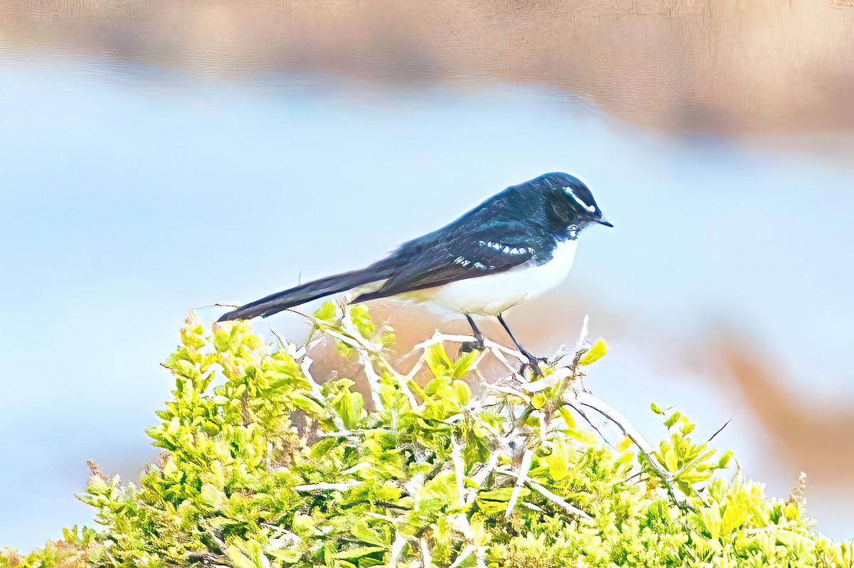 Willie-wagtail - ML619925420