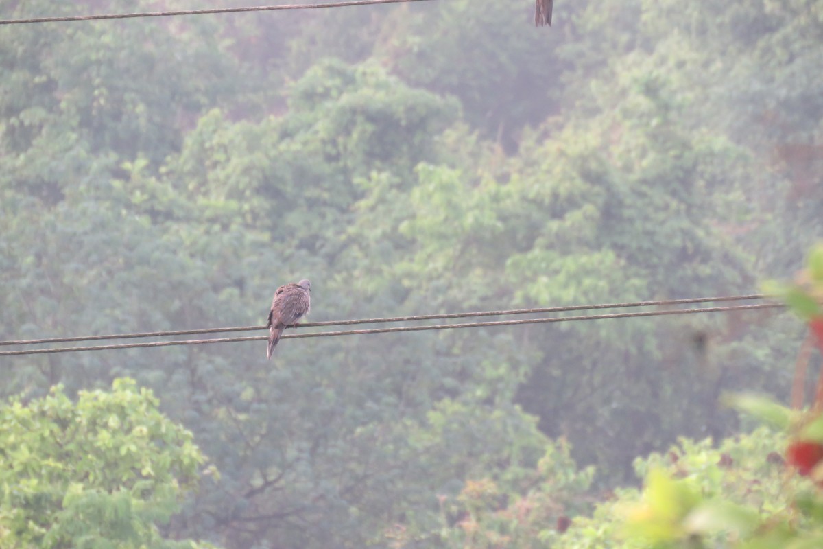 Spotted Dove - ML619925438