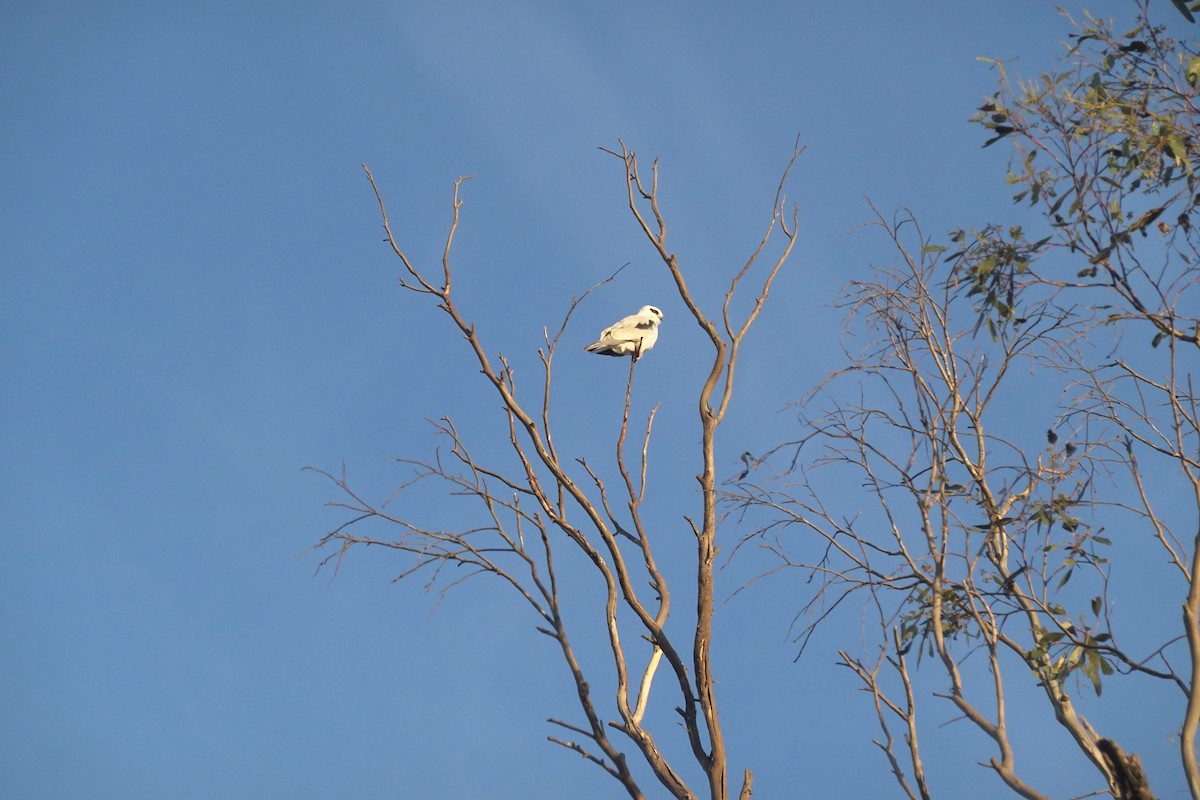 Black-shouldered Kite - ML619925440