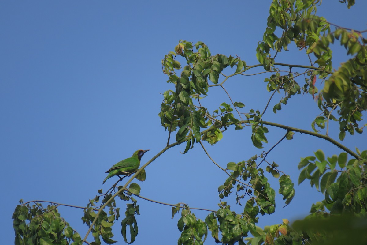 Golden-fronted Leafbird - ML619925452