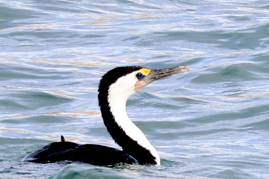 Pied Cormorant - ML619925457