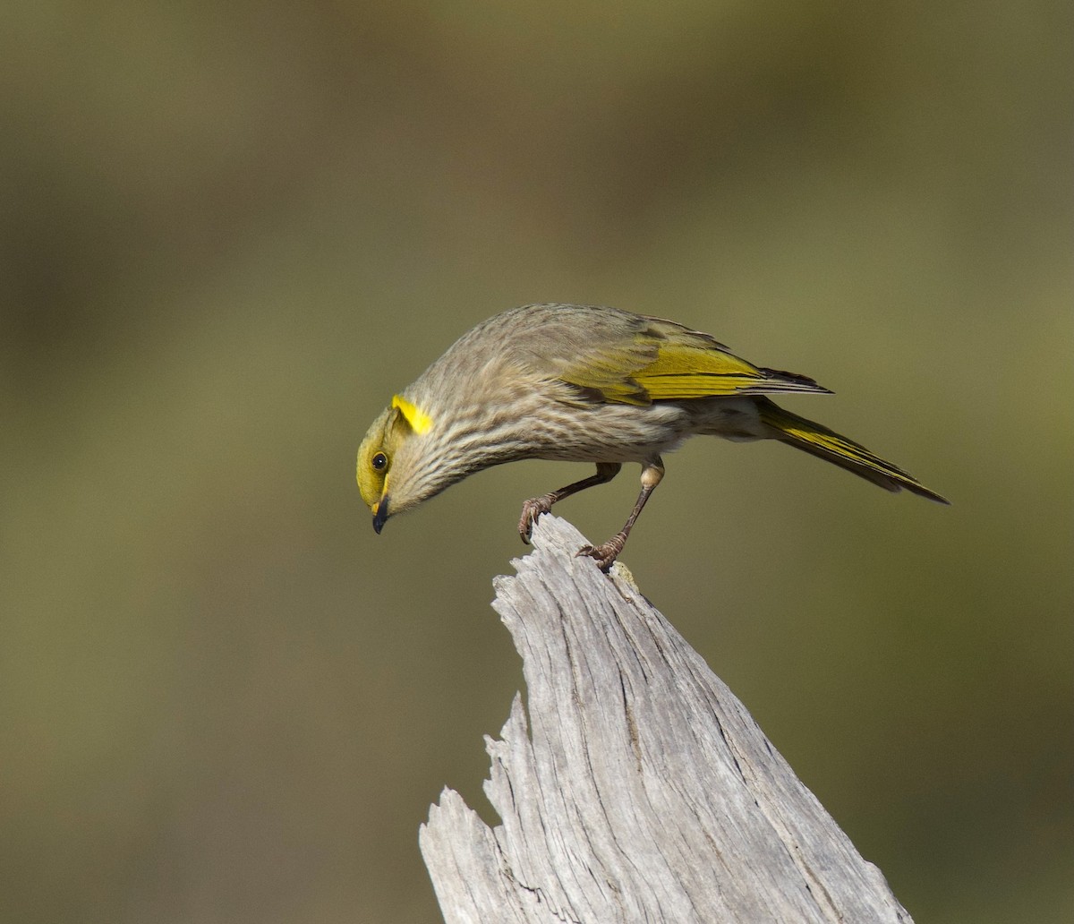 Yellow-plumed Honeyeater - ML619925464