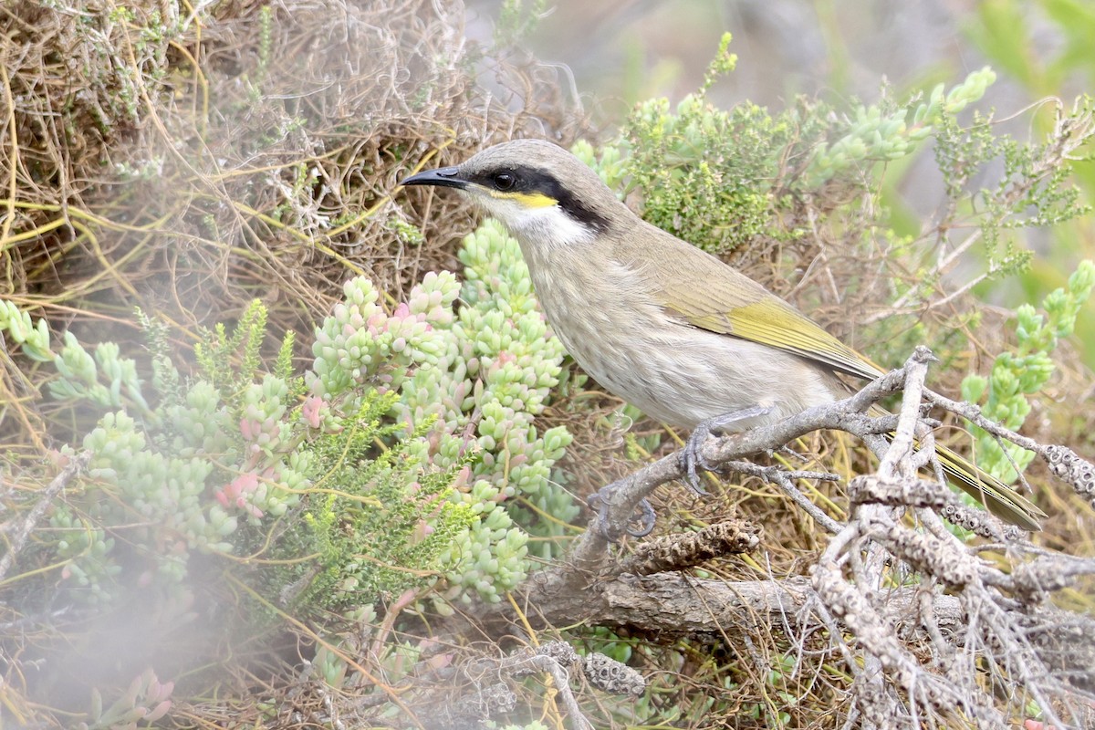 Singing Honeyeater - ML619925502