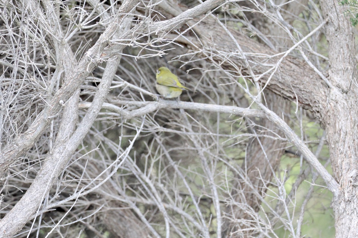 Graumantel-Brillenvogel - ML619925523
