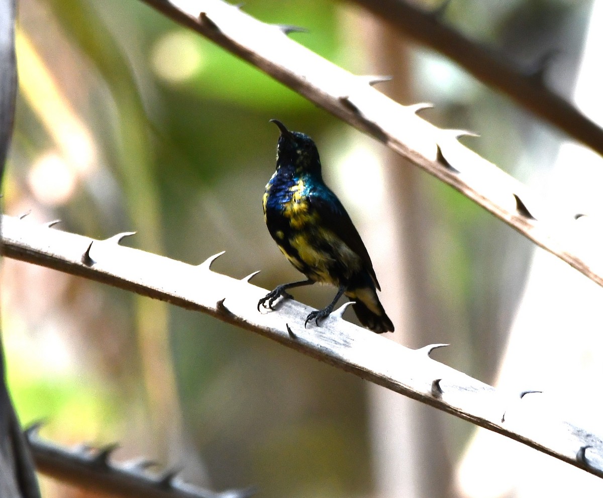 Purple Sunbird - Aishwarya Vijayakumar