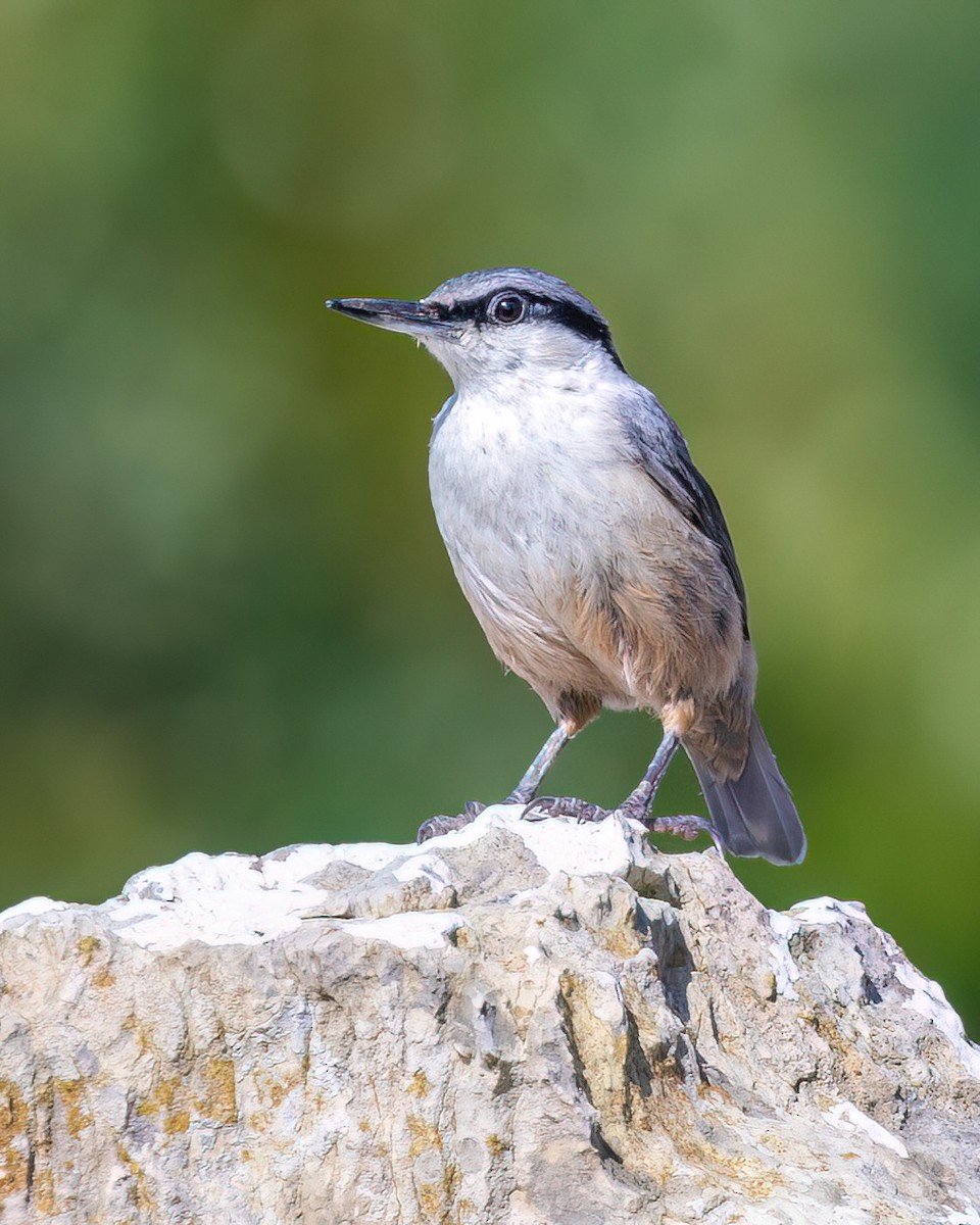 Western Rock Nuthatch - ML619925536