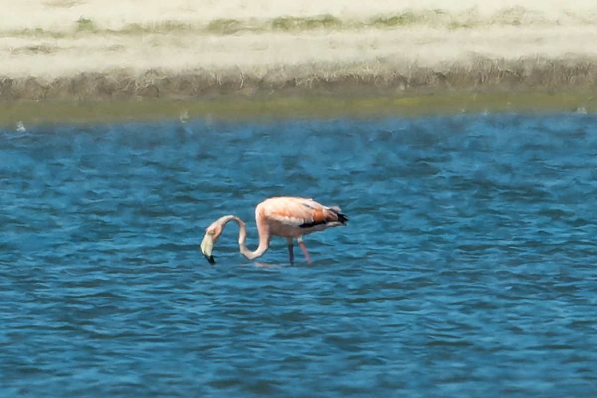 American Flamingo - ML619925540