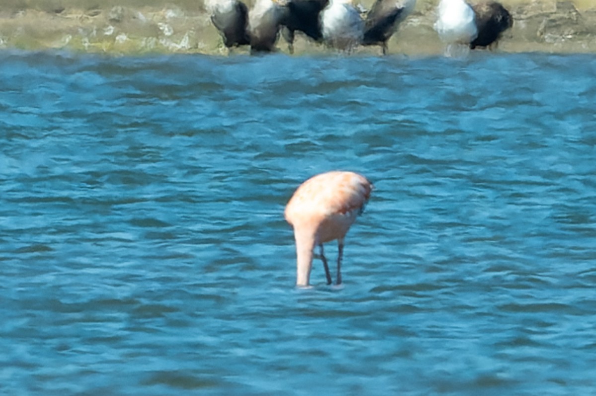 American Flamingo - ML619925541