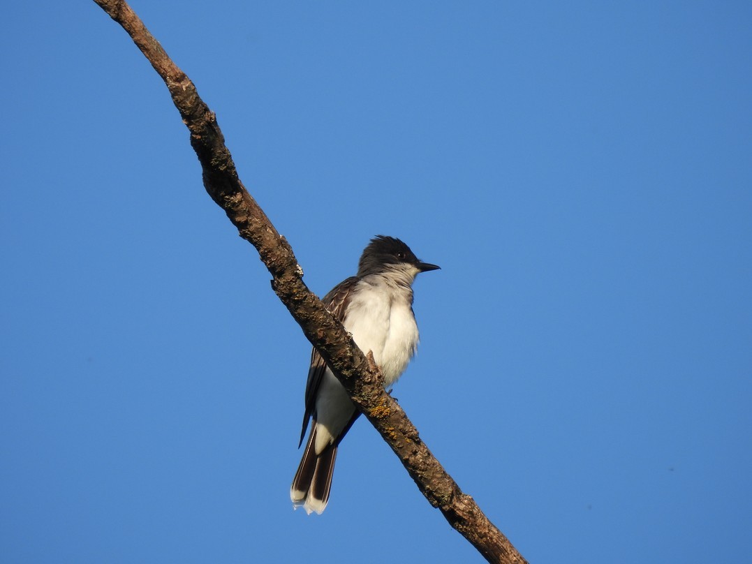 Eastern Kingbird - ML619925543