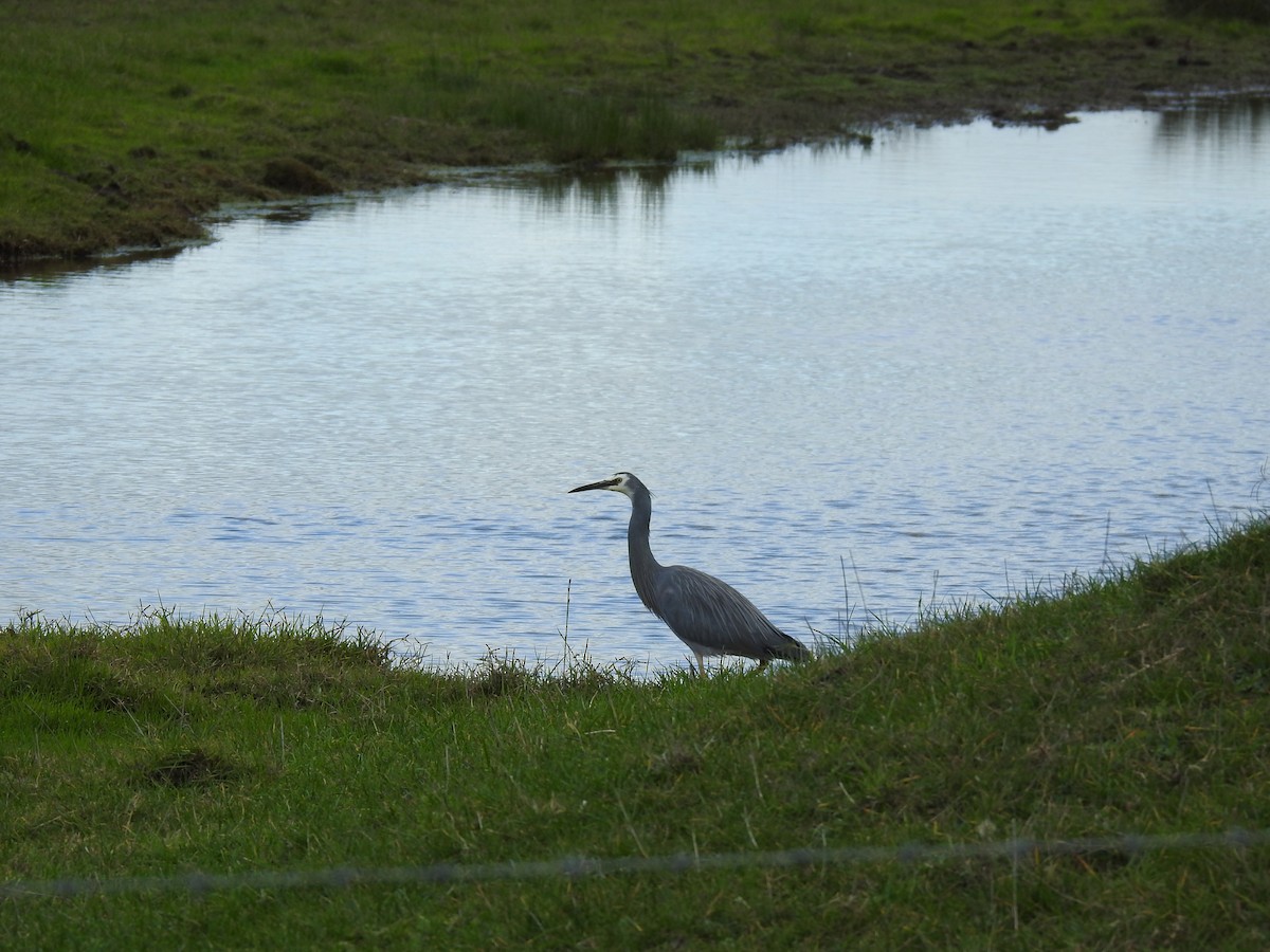 White-faced Heron - ML619925547