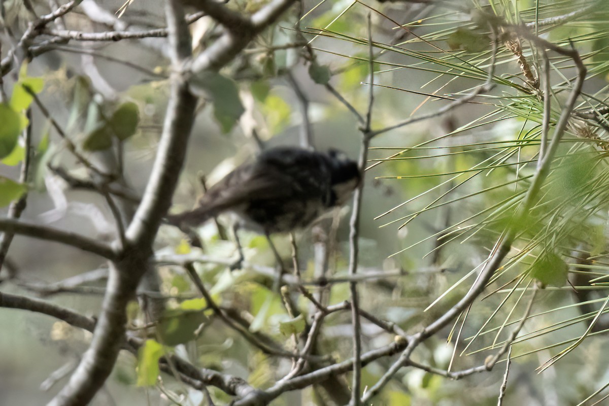 Coal Tit - ML619925552