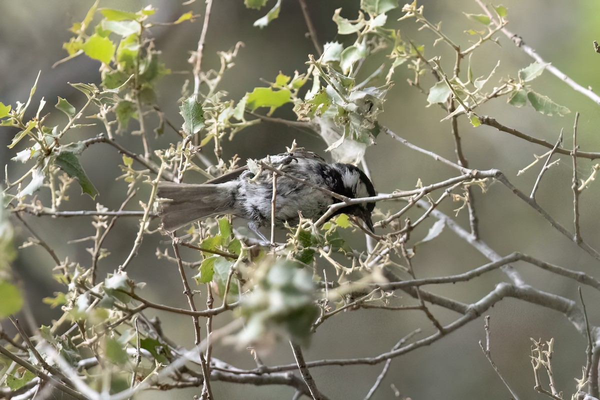 Coal Tit - ML619925553