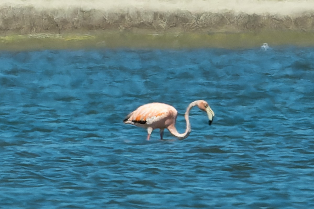 American Flamingo - ML619925561