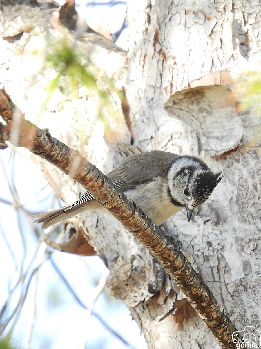 Crested Tit - ML619925563