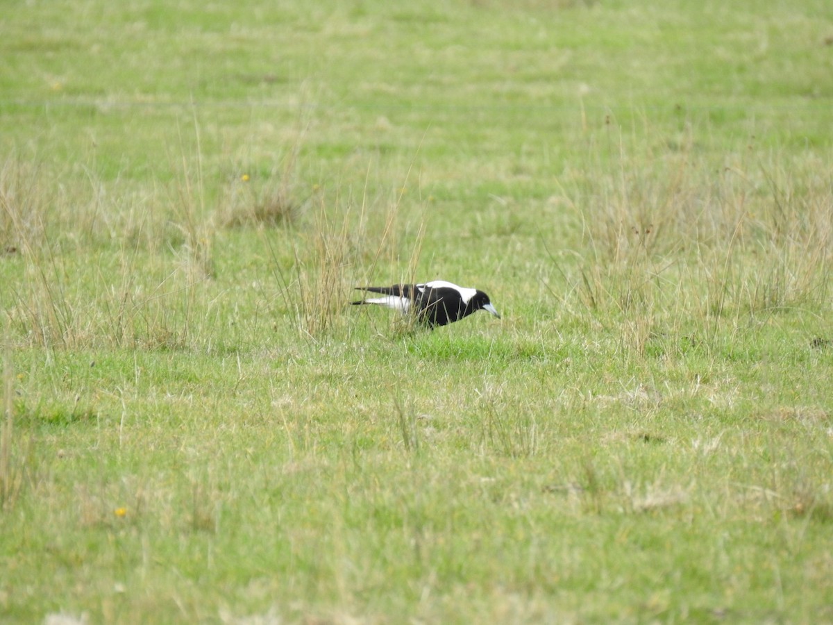 Australian Magpie - ML619925571