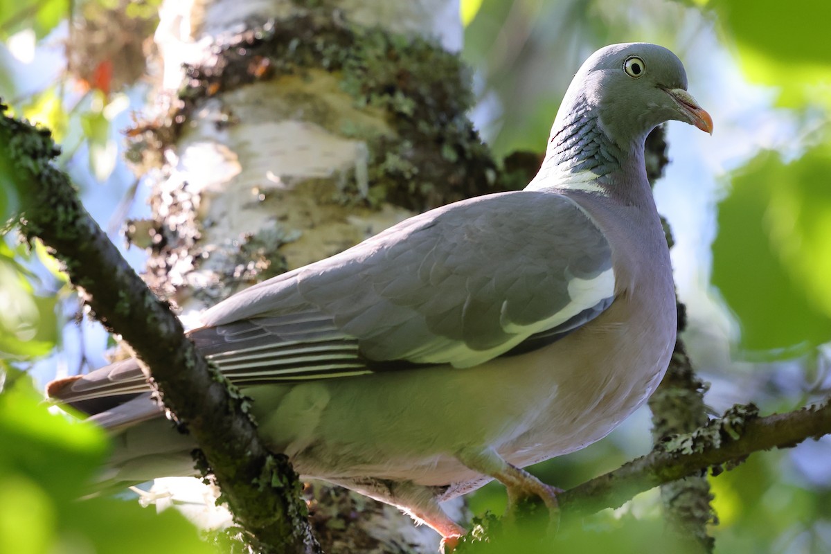Common Wood-Pigeon - ML619925579