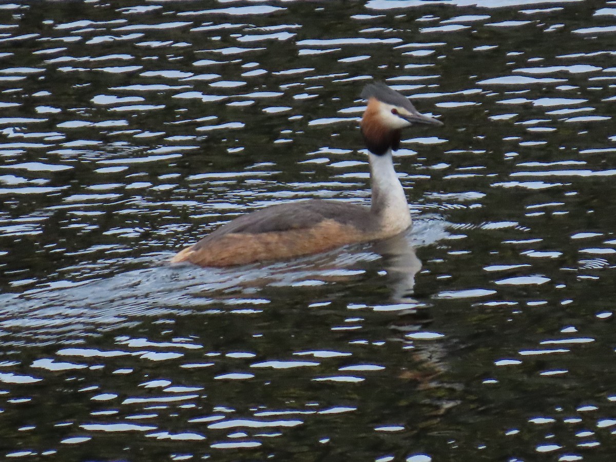 Great Crested Grebe - ML619925580