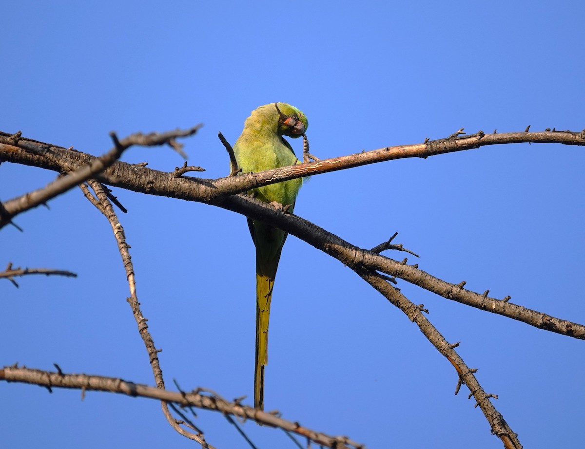 Rose-ringed Parakeet - ML619925583