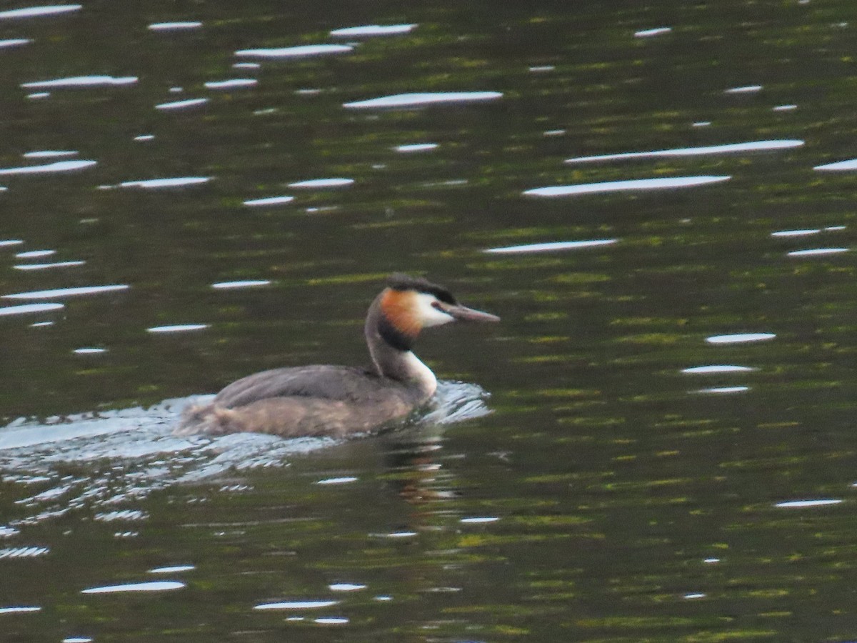 Great Crested Grebe - ML619925584